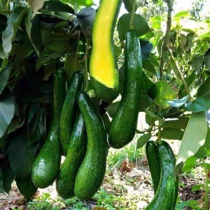 bo-034-loc-nam-farm-001